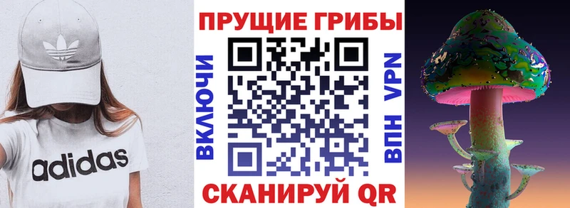 где найти   Плёс  блэк спрут ссылки  Псилоцибиновые грибы Cubensis 